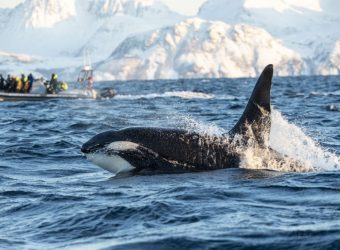 Orka safari en winteractiviteiten Malangenr