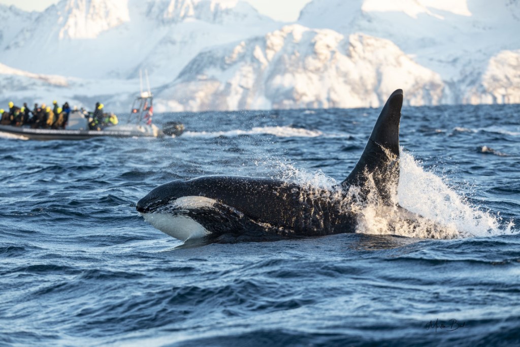 Orka safari en winteractiviteiten Malangenr