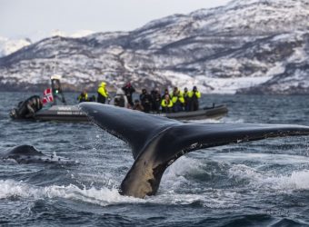 Walvissafari, walvissen spotten in Noorwegen