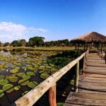 Hotel Pantanal Norte, Jaguar reis