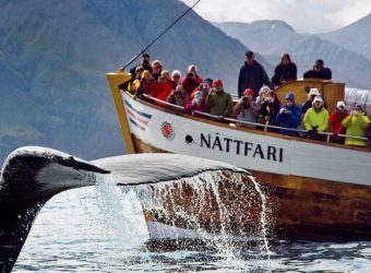 Husavik, Skjalfandi, walvis spotten, IJsland