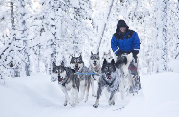 Husky safari, Finland, Lapland - Nellim