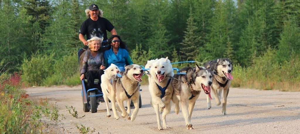 Husky's in de zomer Churchill