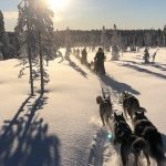 Husky safari