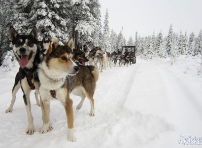 Huskysafari Finland Foto: © Äkäskero