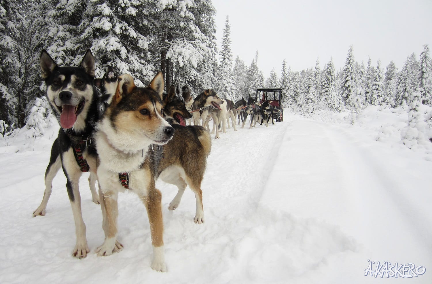 Huskysafari Finland Foto: © Äkäskero