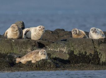 Zeehondenkolonie, Hvammstangi, IJsland