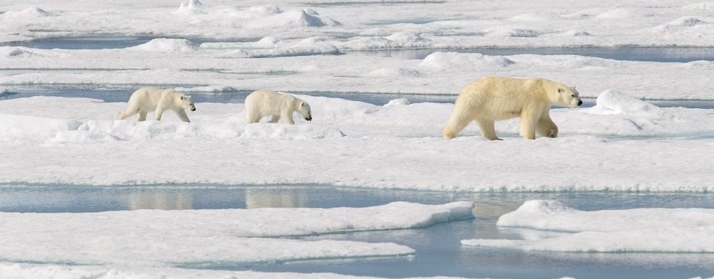 IJsberen reizen | Sundowner Wildlife Holidays