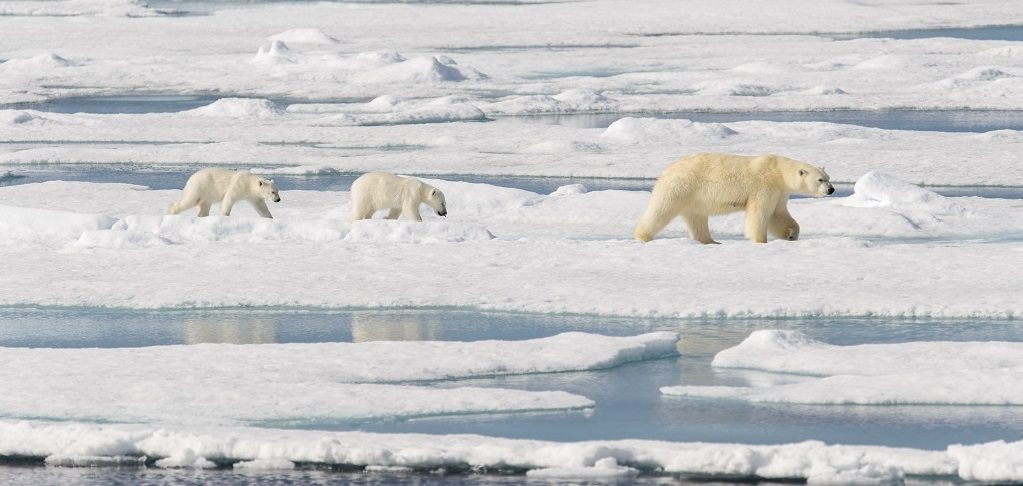 IJsberen Spitsbergen