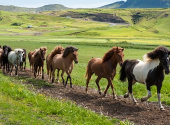 Paard rijden, Varmahlid, IJsland - Shutterstock