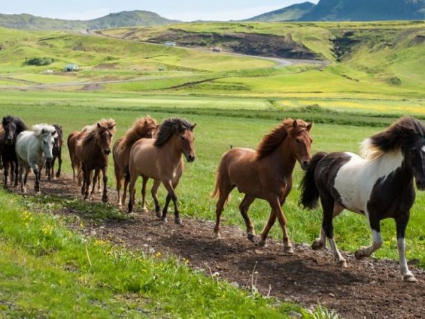 Paard rijden, Varmahlid, IJsland - Shutterstock