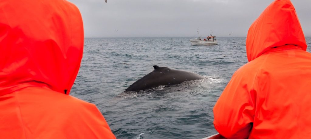 Weekend walvis safari IJsland