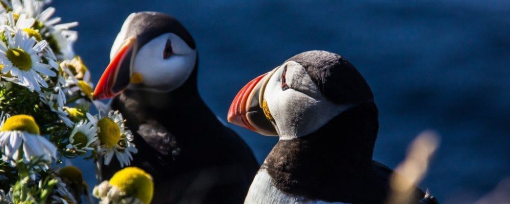 Bezienswaardigheden Westfjorden