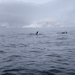 Zwemmen met orka's
