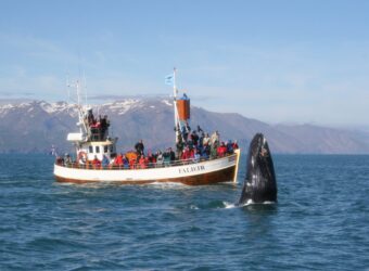 Walvissafari, Husavik, Noord IJsland - Flickr