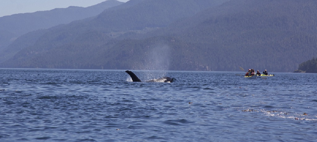 Beren en walvissen Vancouver Island