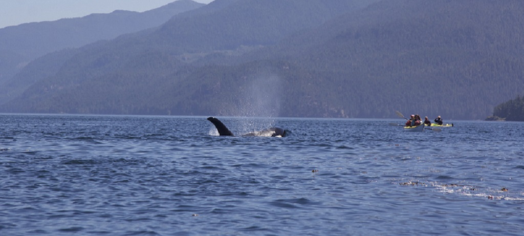 Fly-drive Vancouver Island & Orca Camp