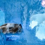 Winter Icehotel & Icehotel 365, Zweeds Lapland, Zweden