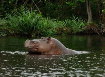 Iguela Lagune, Gabon