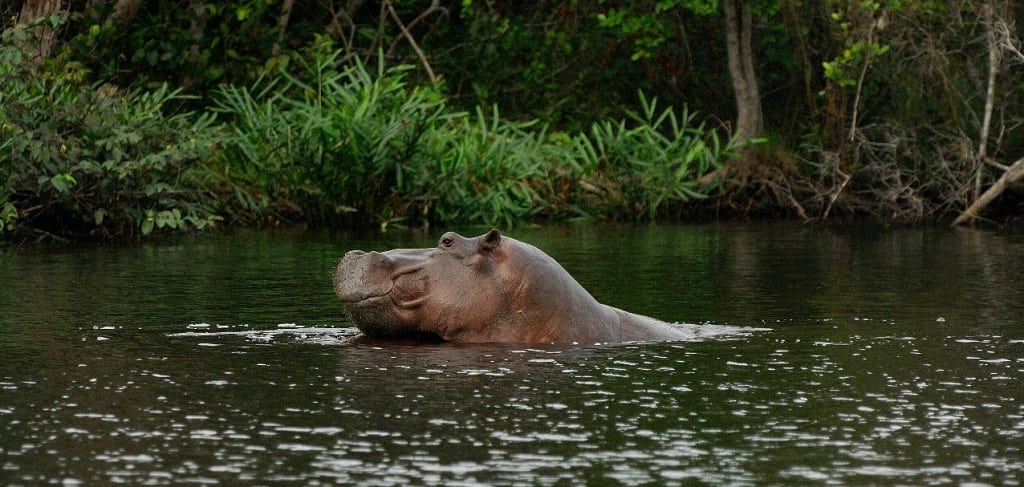 Iguela Lagune, Gabon