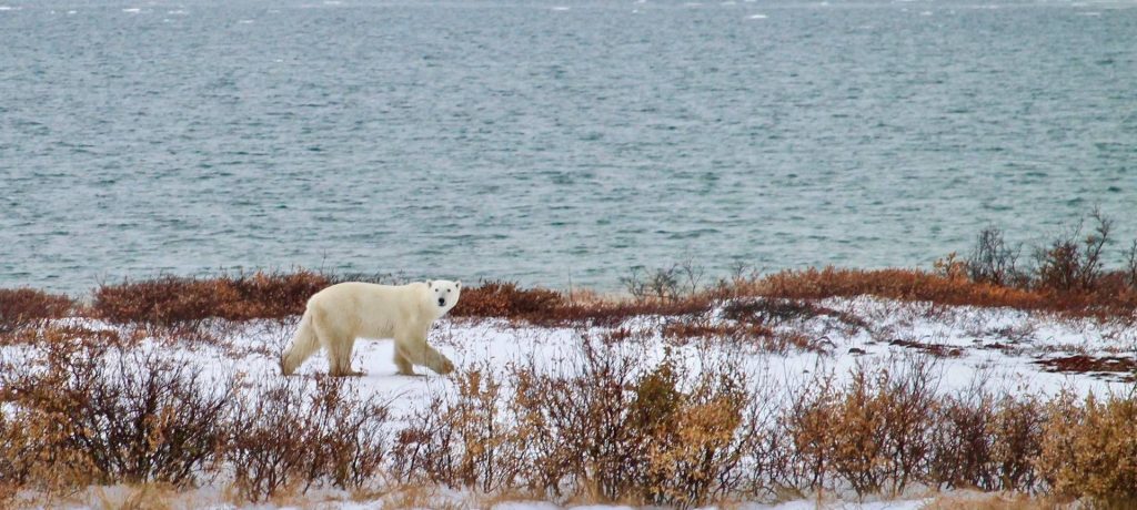 Foto: Lianne Thompson - © Natural Habitat Adventures