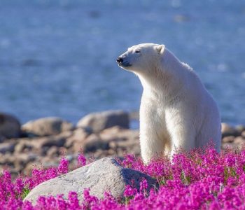 IJsbeer Churchill Wild © Dennis Fast