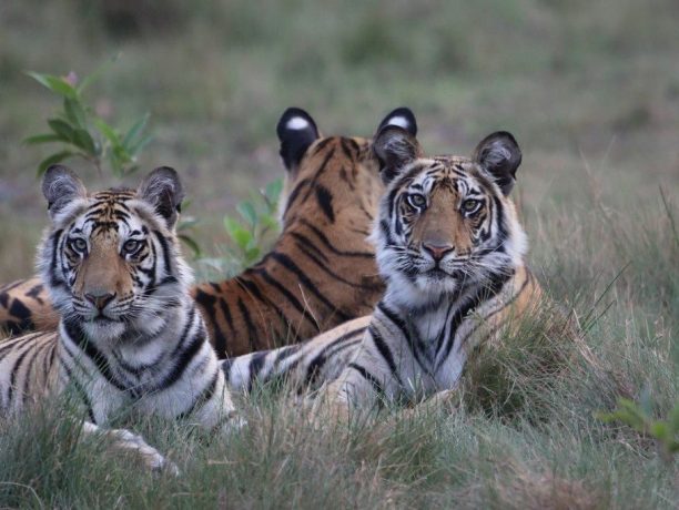 India - tijger - Pugdundee Safaris (14)