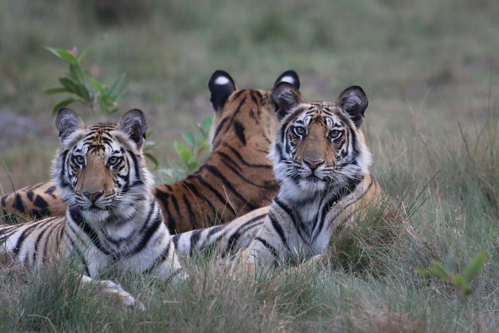 India - tijger - Pugdundee Safaris (14)