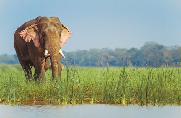 Olifant Dudhwa