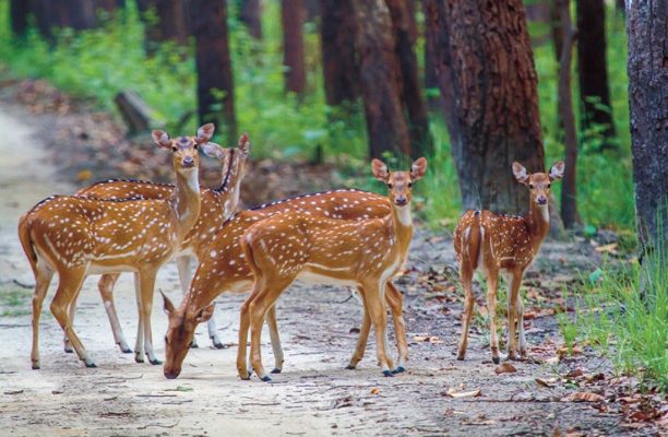 Hert, Dudhwa
