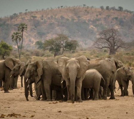 Jabali Ridge, Ruaha National Park