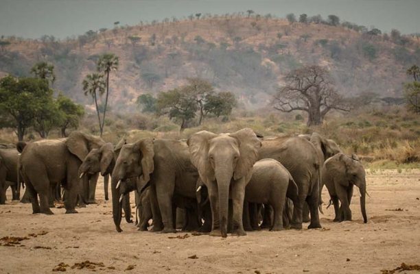 Jabali Ridge, Ruaha National Park