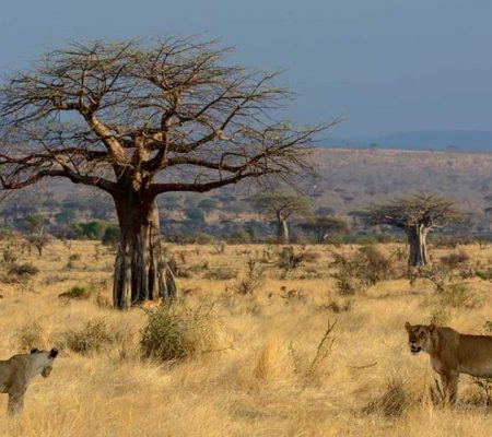 Game Drive