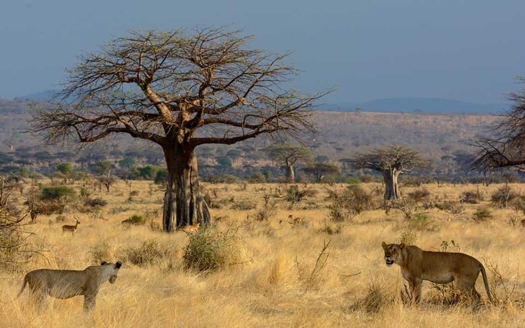 Game Drive