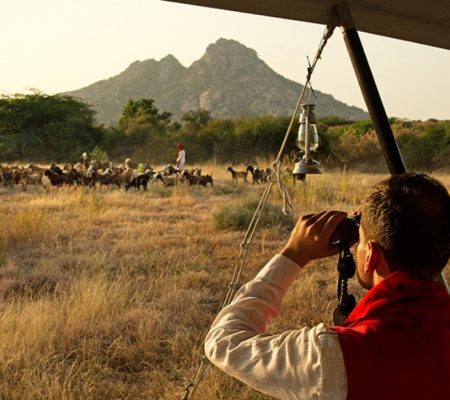Jawai Leopard Camp