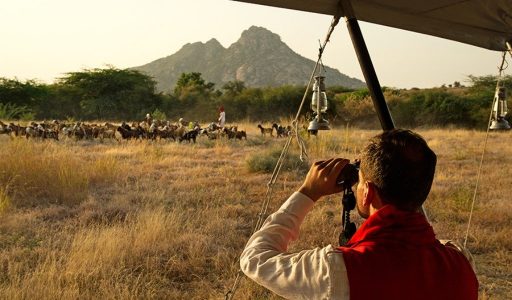 Jawai Leopard Camp