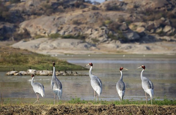 Bera Leopard Sanctuari, Jawai dam