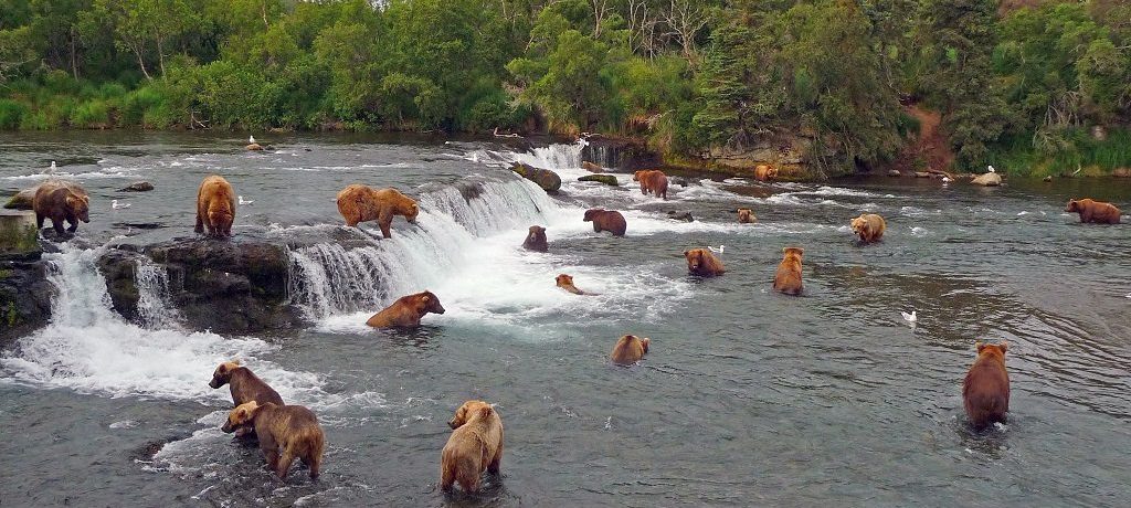 ongerept alaska, Brooks Falls