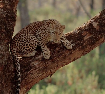 Kabini River Lodge