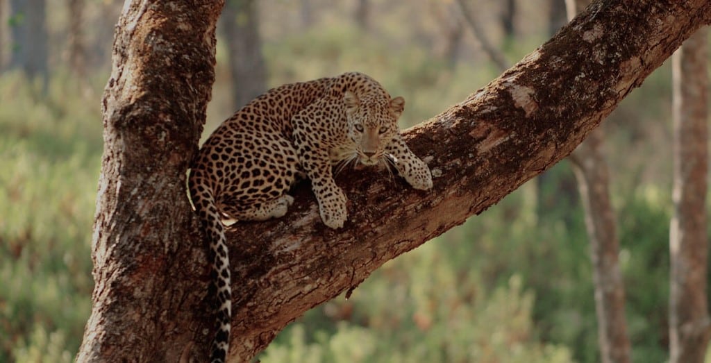 Kabini River Lodge