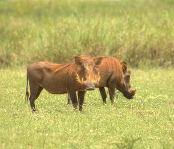 Kabwoya Game Reserve