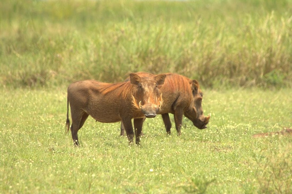 Kabwoya Game Reserve