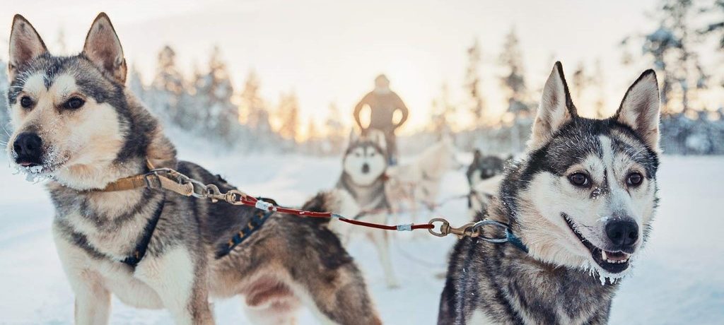 Husky safari