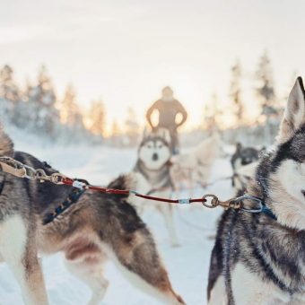 Husky safari