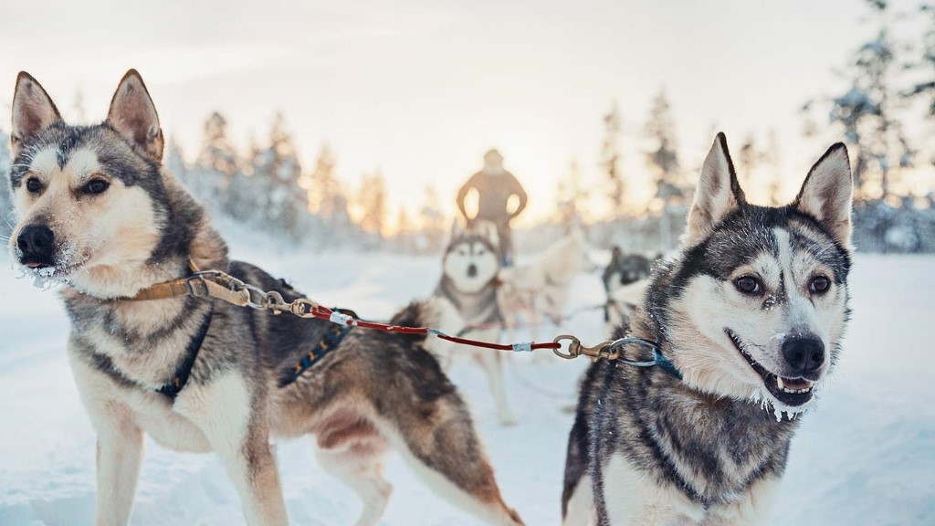 Husky safari