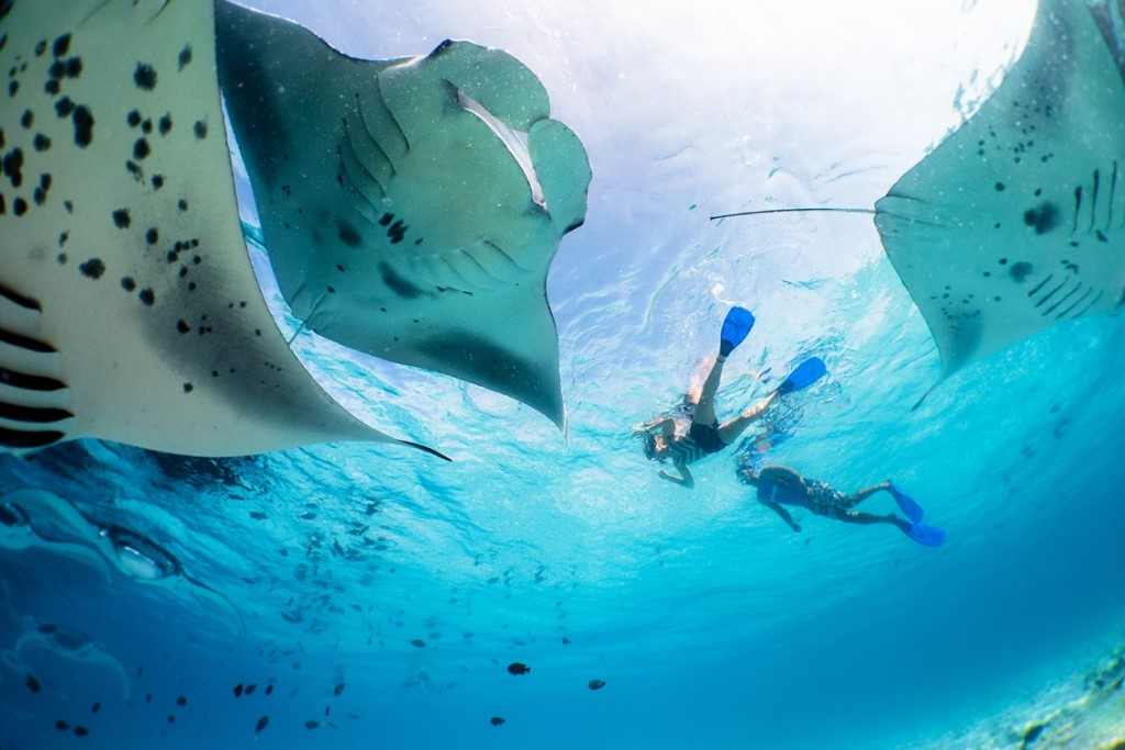 Baa Atoll manta snorkel avontuur