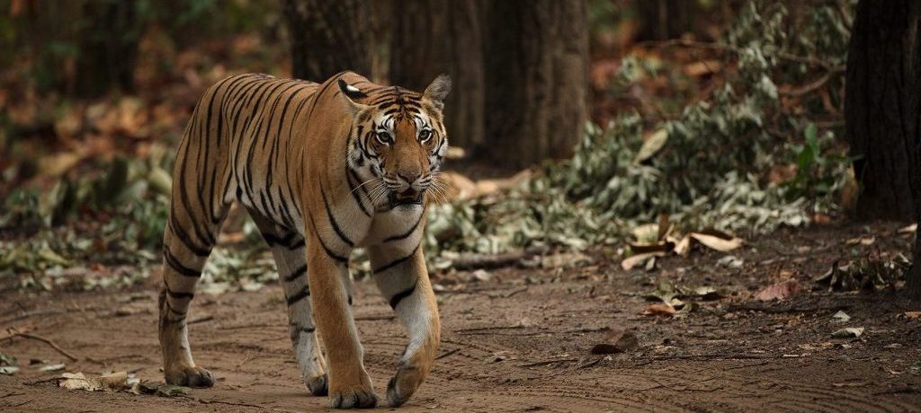Kanha National Park