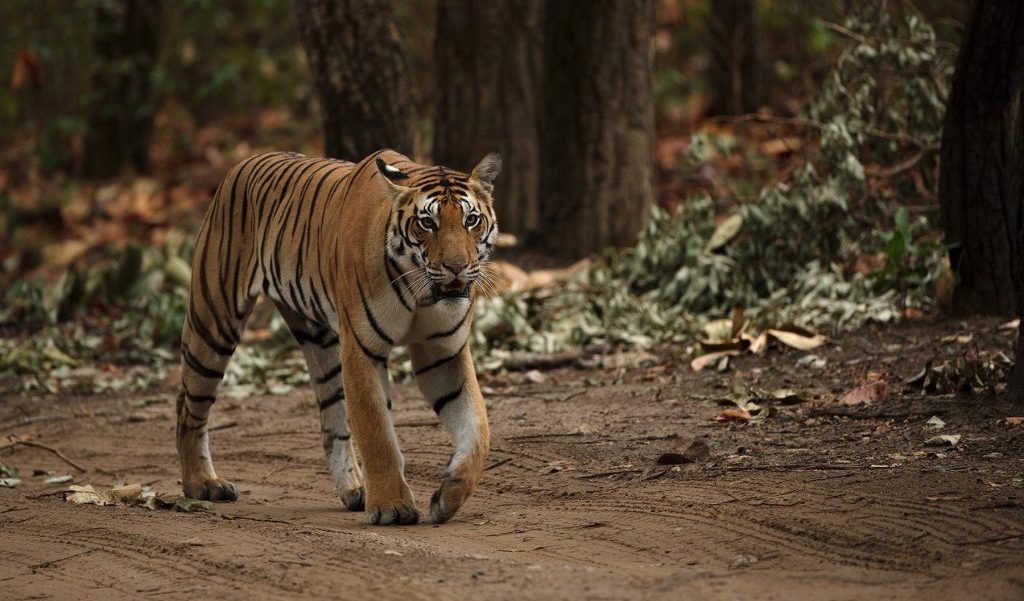 Kanha National Park, Klassiek tijger safari