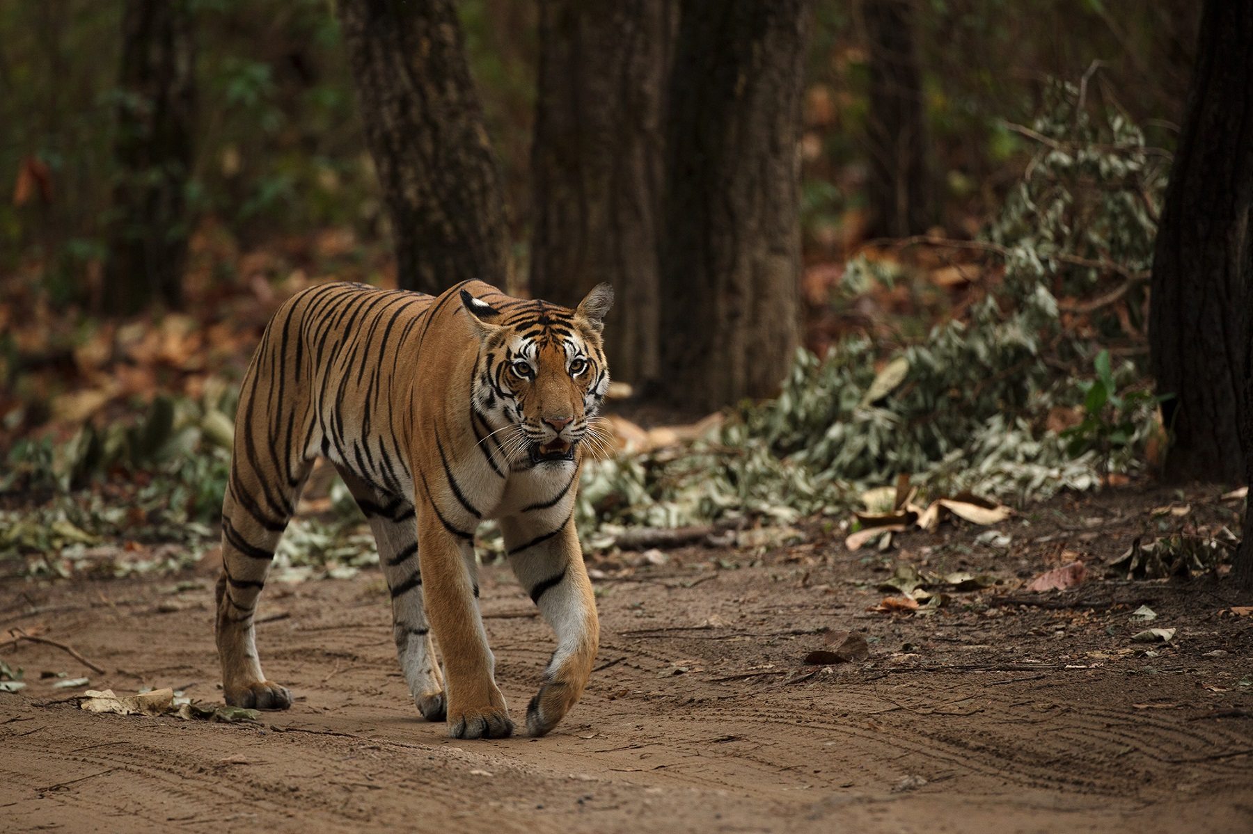 Kanha National Park