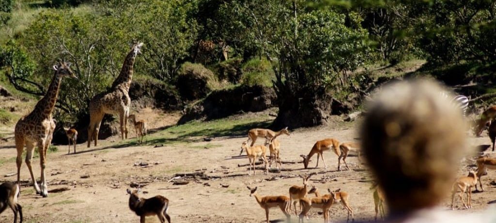 Karen Blixen Camp the river bed